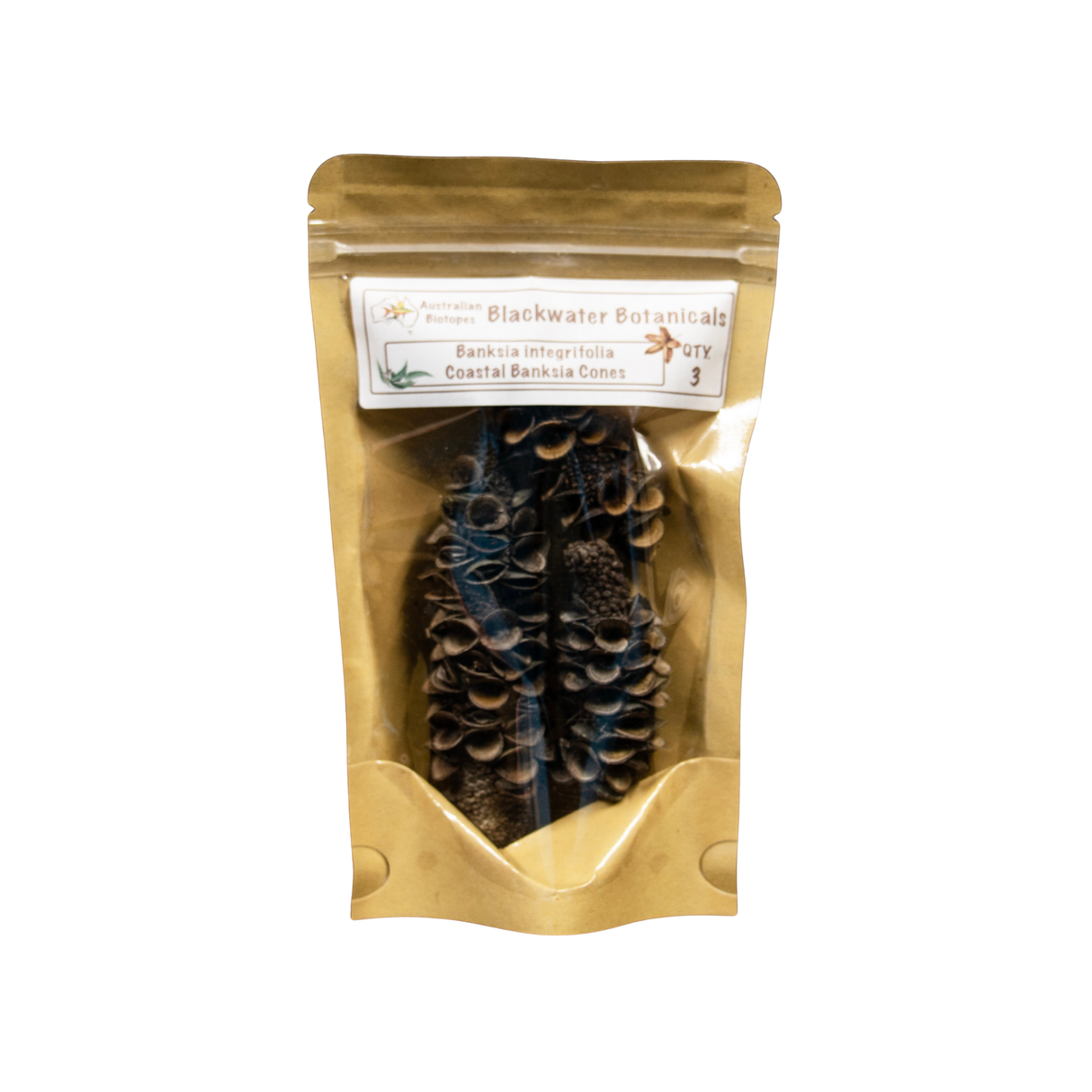 Coastal Banksia Cones (Banksia integrifolia) - Pack of 3