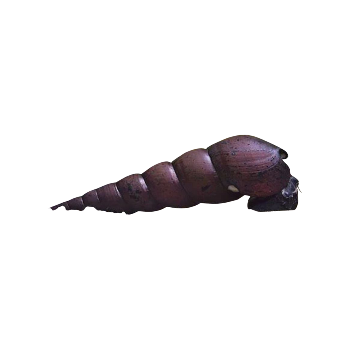 Black Devil Snail - 1cm (Live Snail)