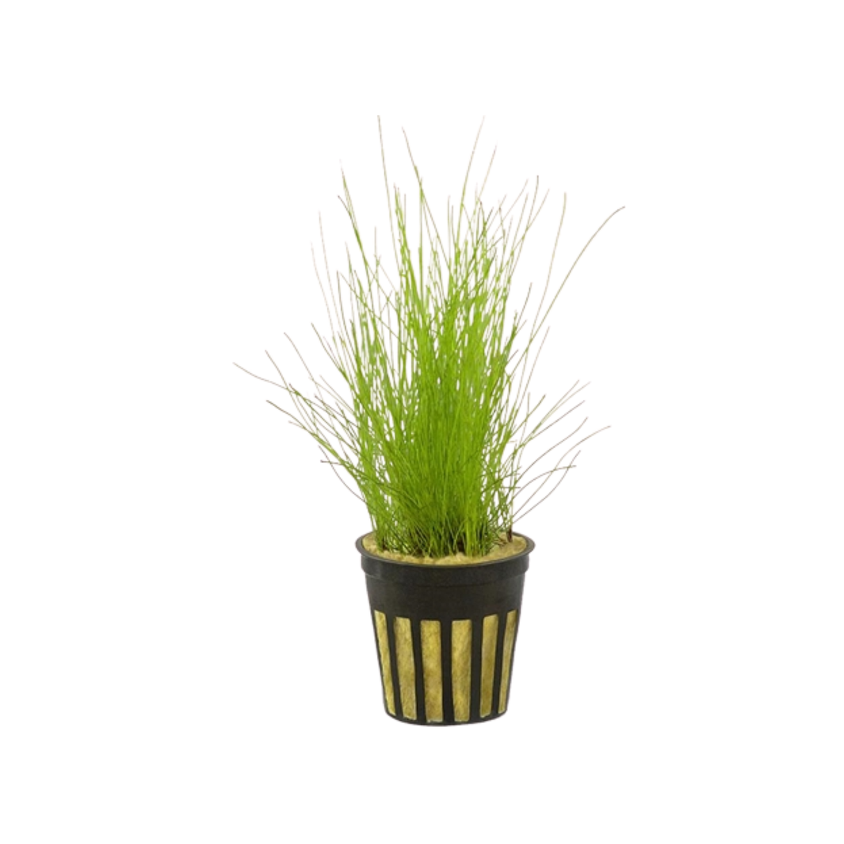 Dwarf Hairgrass - Pot (Eleocharis sp.) (Live Plant)
