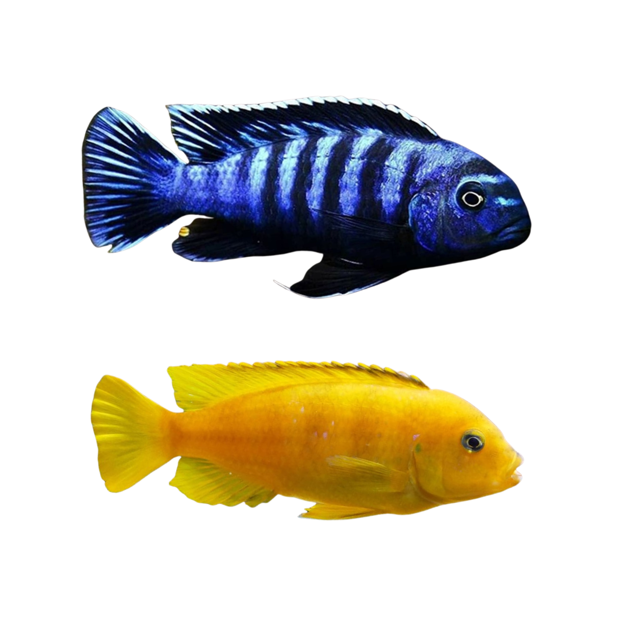 Saulosi Cichlid - 4cm (Pseudotropheus saulosi) (Live Fish)
