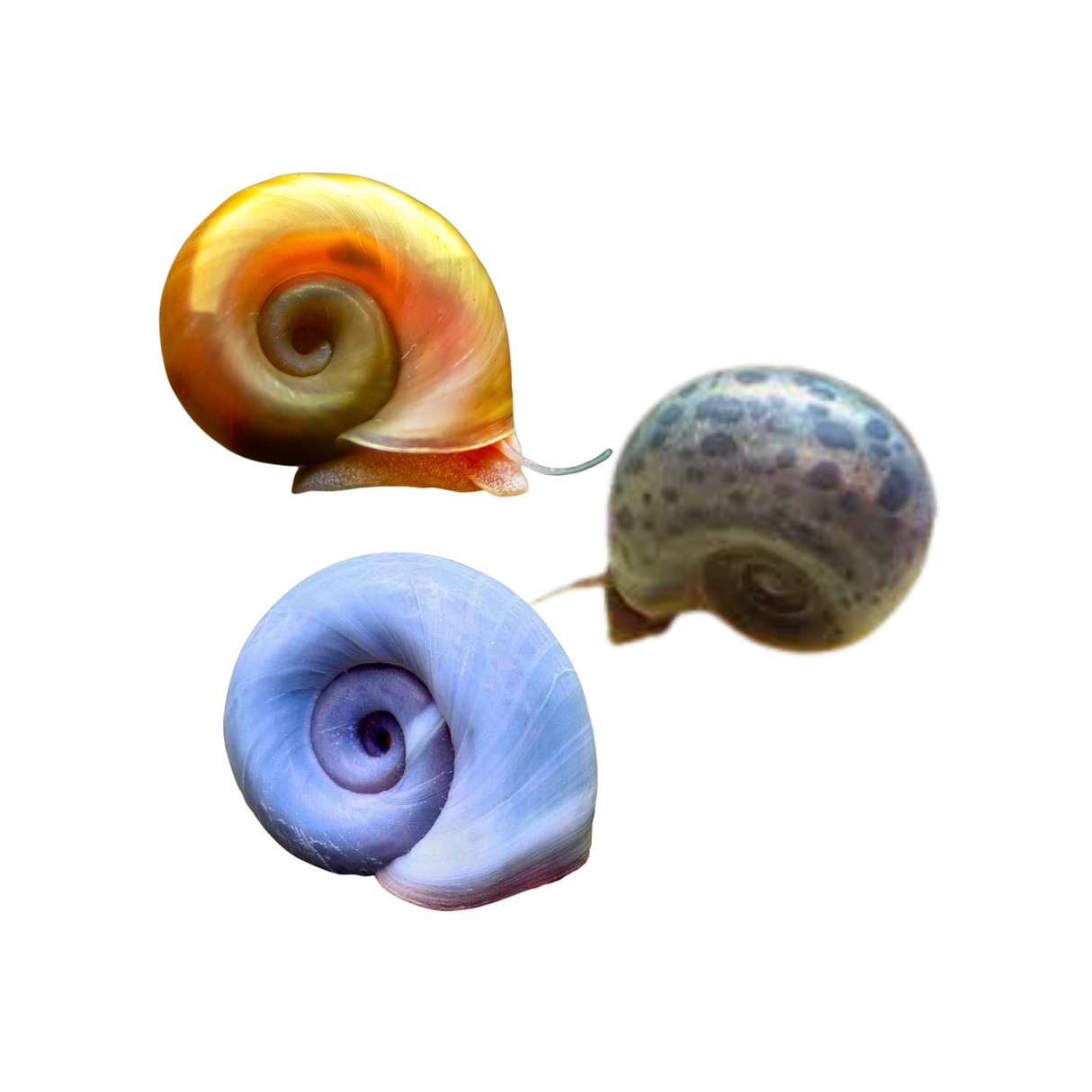 Ramshorn Snail - Assorted (Live Fish)