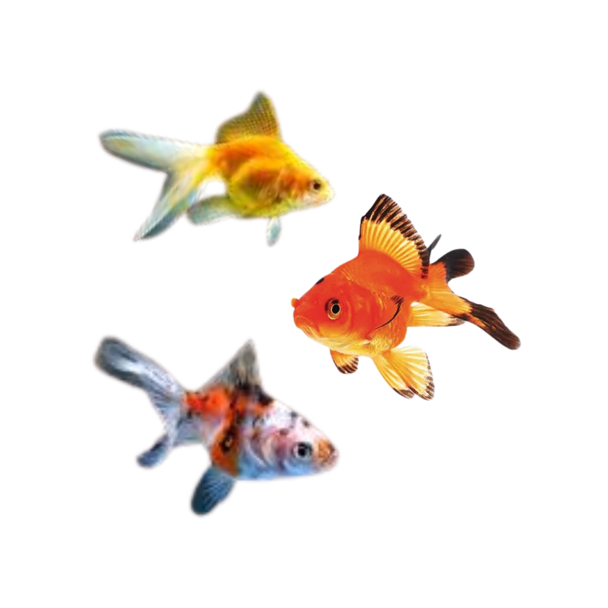Assorted Fantail Goldfish (Live Fish)