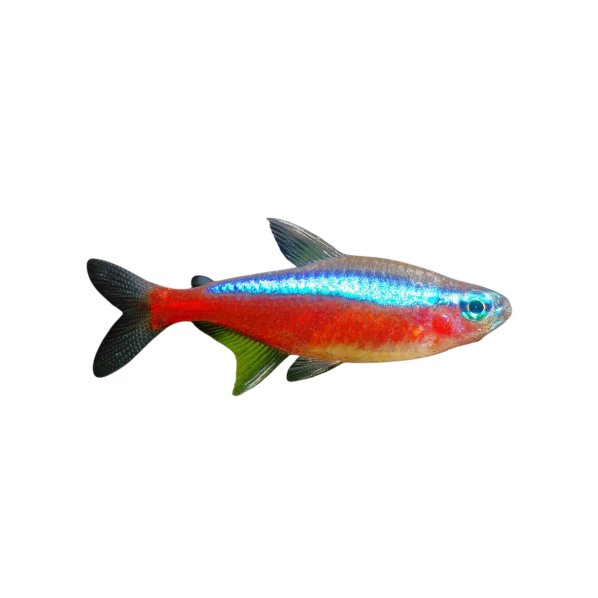 Cardinal Tetra (Live Fish)