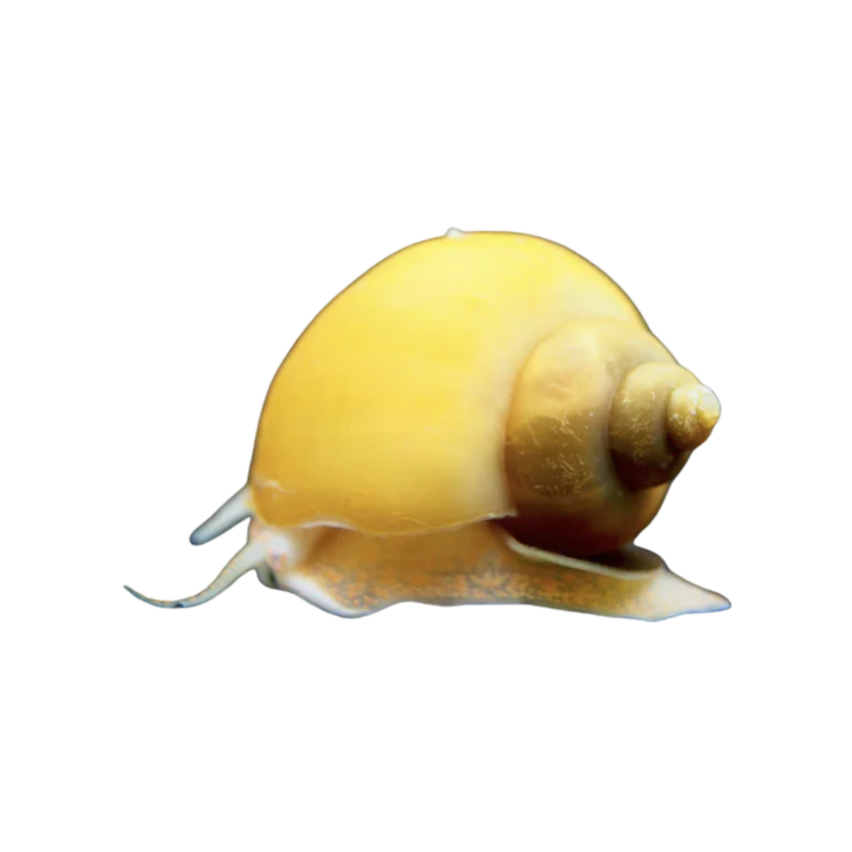 Gold Mystery Snail (Medium)