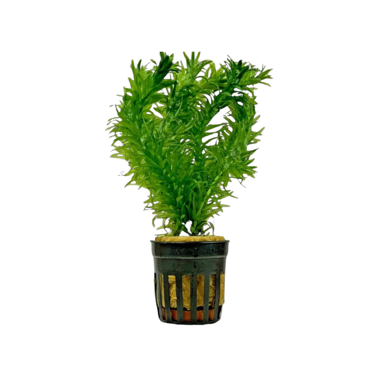 Elodea Stem Plant (Live Plant)