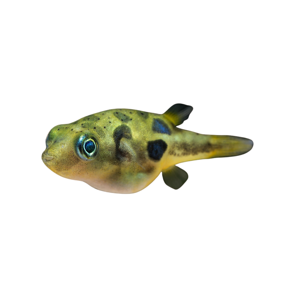 Dwarf Pea Puffer Fish (Live Fish)