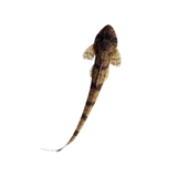 Common Whiptail Catfish (Rineloricaria sp.) (Live Fish)