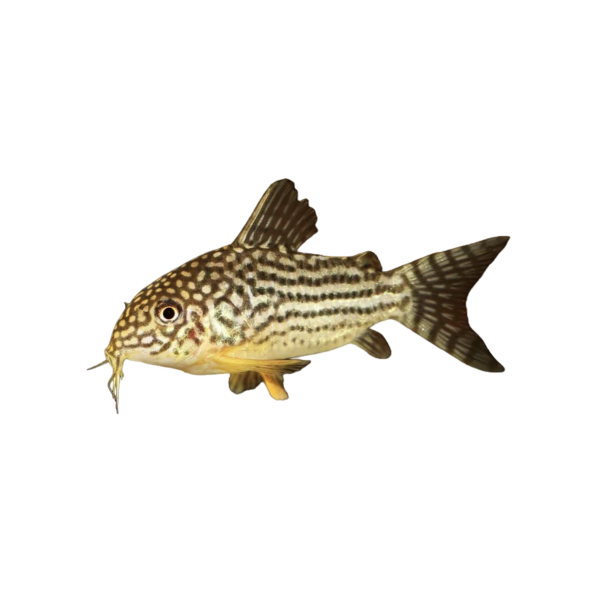 Sterbai Corydoras (Live Fish)