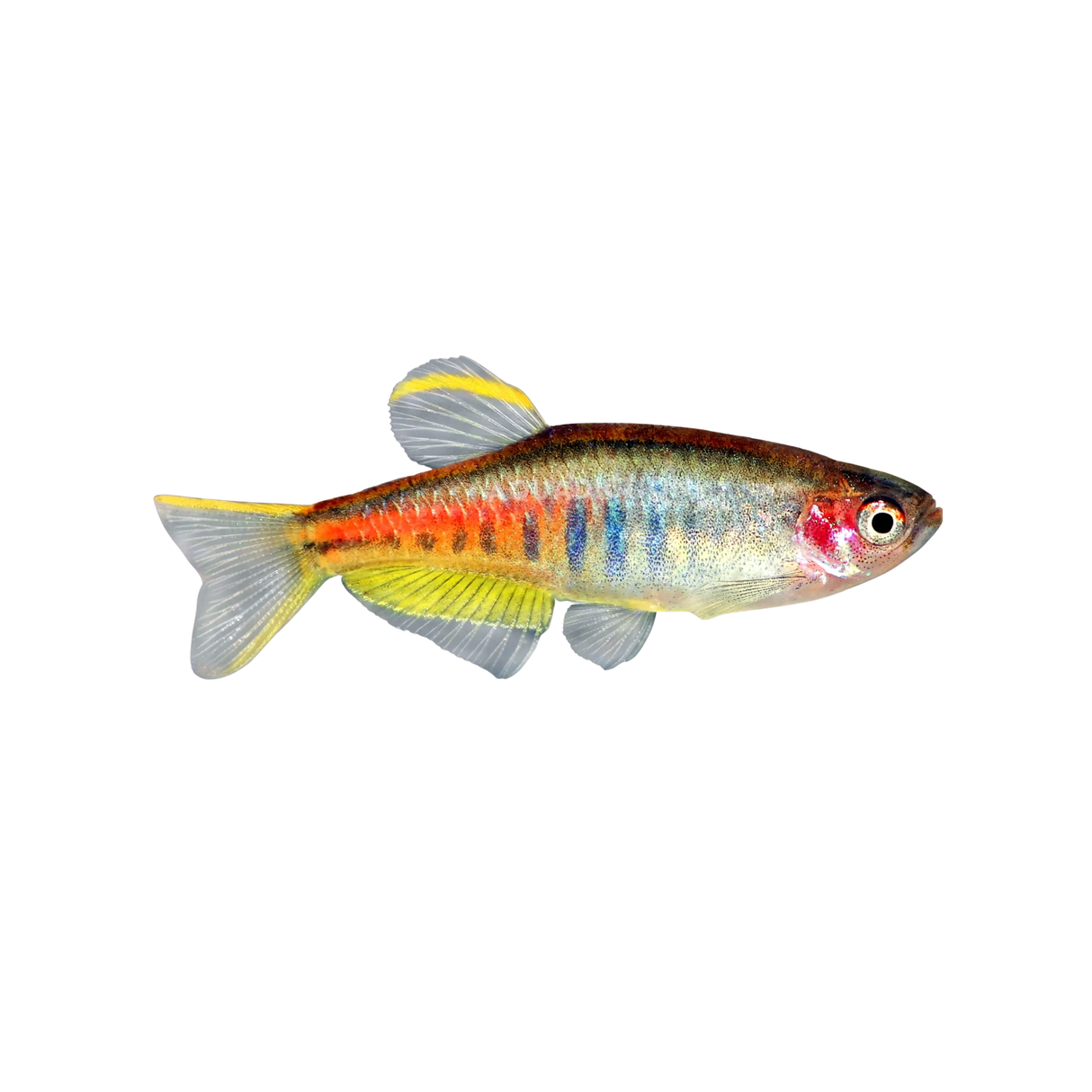 Glowlight Danio (Live Fish)