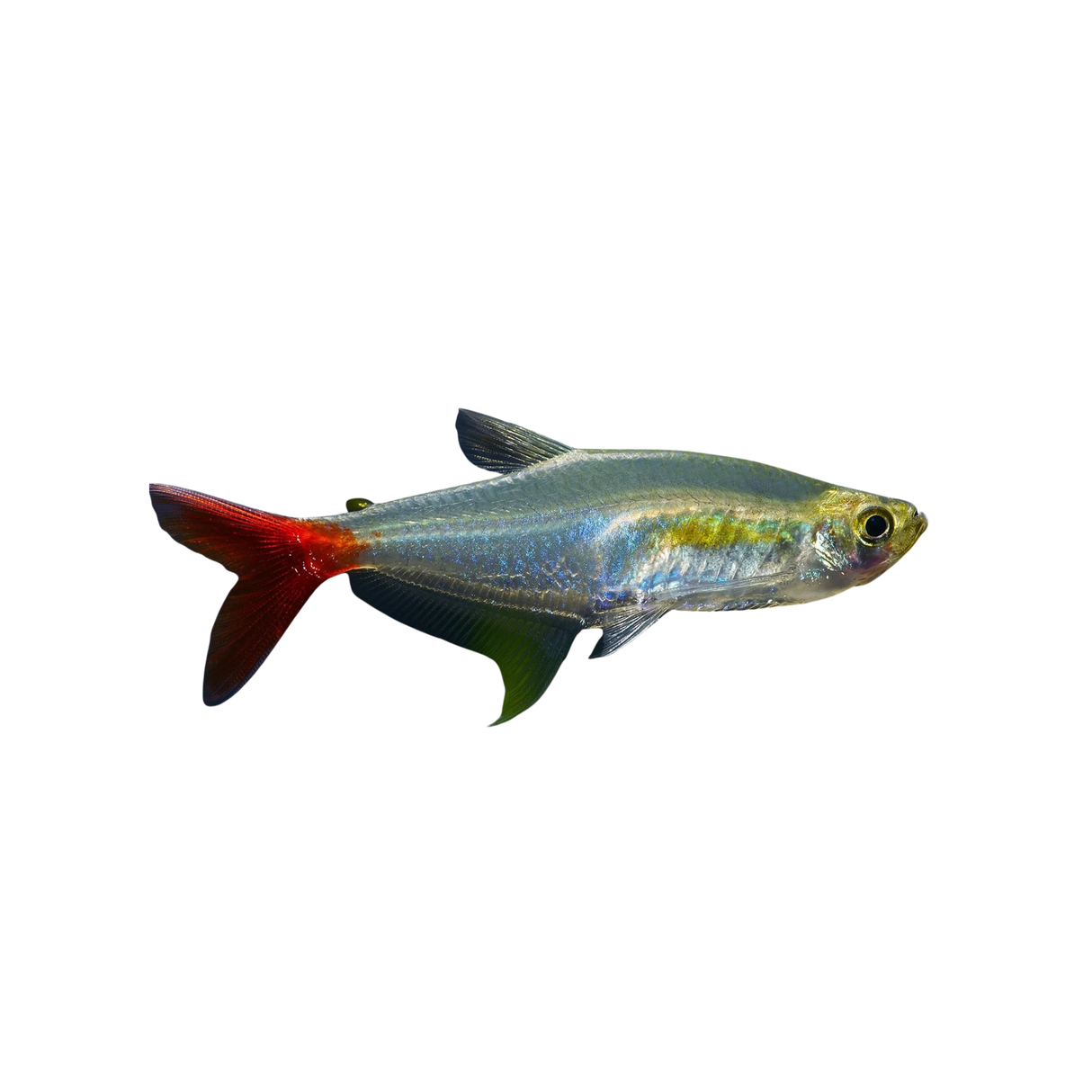 Glass Bloodfin Tetra - 4cm (Live Fish)