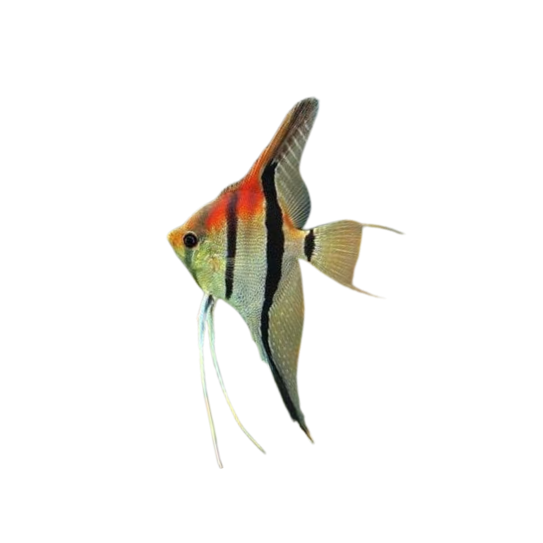 Manacapuru Angelfish - 4cm (Pterophyllum scalare) (Live Fish)