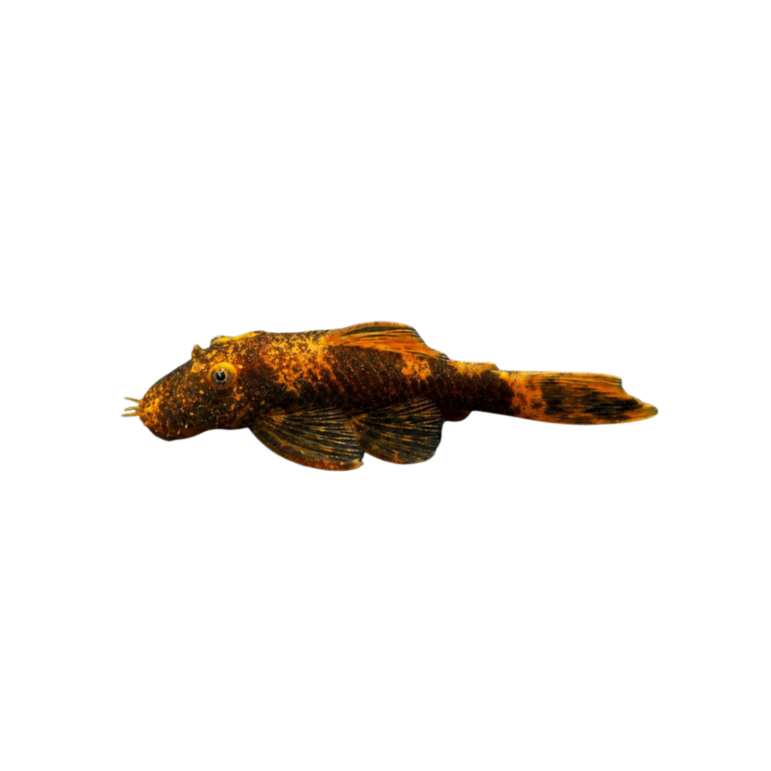 Marble Calico Bristlenose Pleco (Ancistrus sp.) (Live Fish)