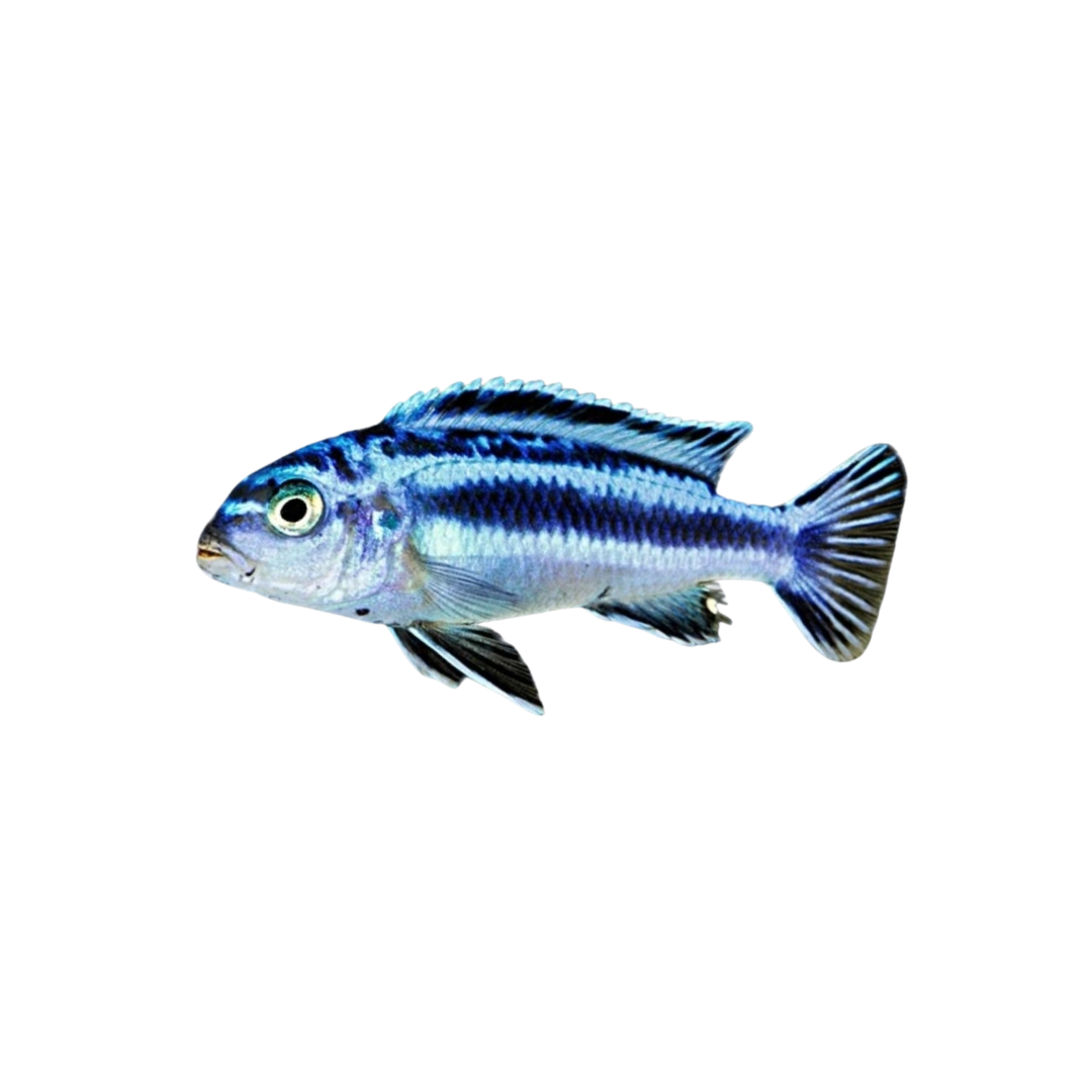 Maingano Cichlid - 5cm (Melanochromis cyaneorhabdos) (Live Fish)