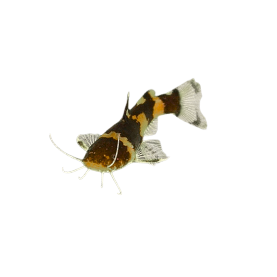 Bumblebee Catfish - 10cm (Microglanis iheringi) (Live Fish)