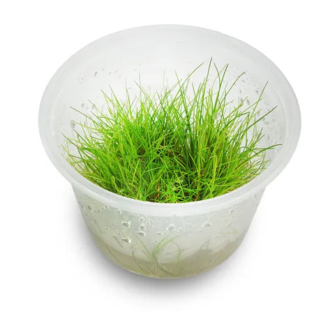 Mini Hair Grass | Tissue Culture