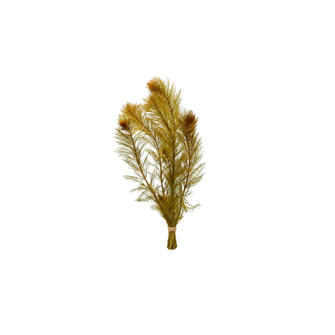 Myriophyllum Roraima (Live Plant)
