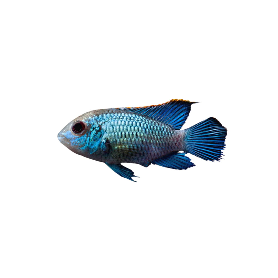 Neon Blue Acara - 5cm (Andinoacara sp.) (Live Fish)