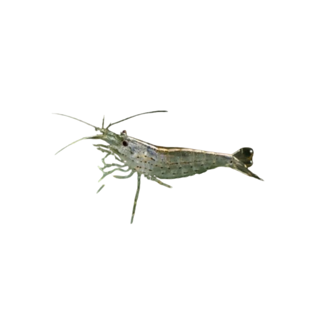 North Queensland Algae Shrimp (Caridina sp.) (Live Shrimp)