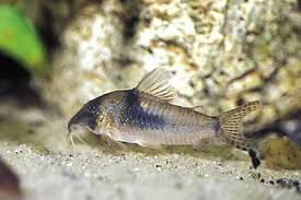 Northern Long Nose Corydoras (3-4cm) - Local Bred