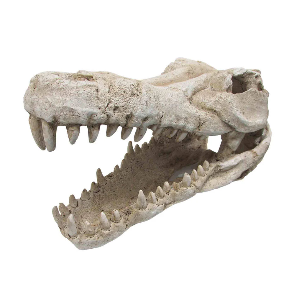 Bioscape Crocodile Skull