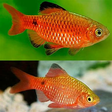 Chilli Rosy Barb (3cm)