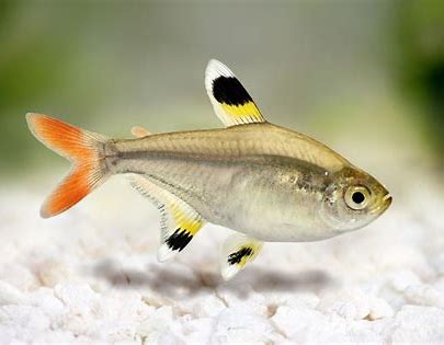 Pristella Tetra (3.5cm)