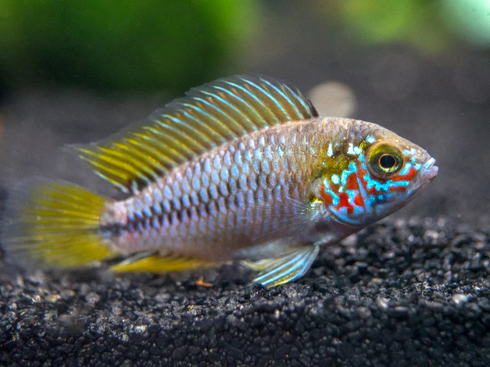 Apistogramma Borelli Opal - Bred By Nick