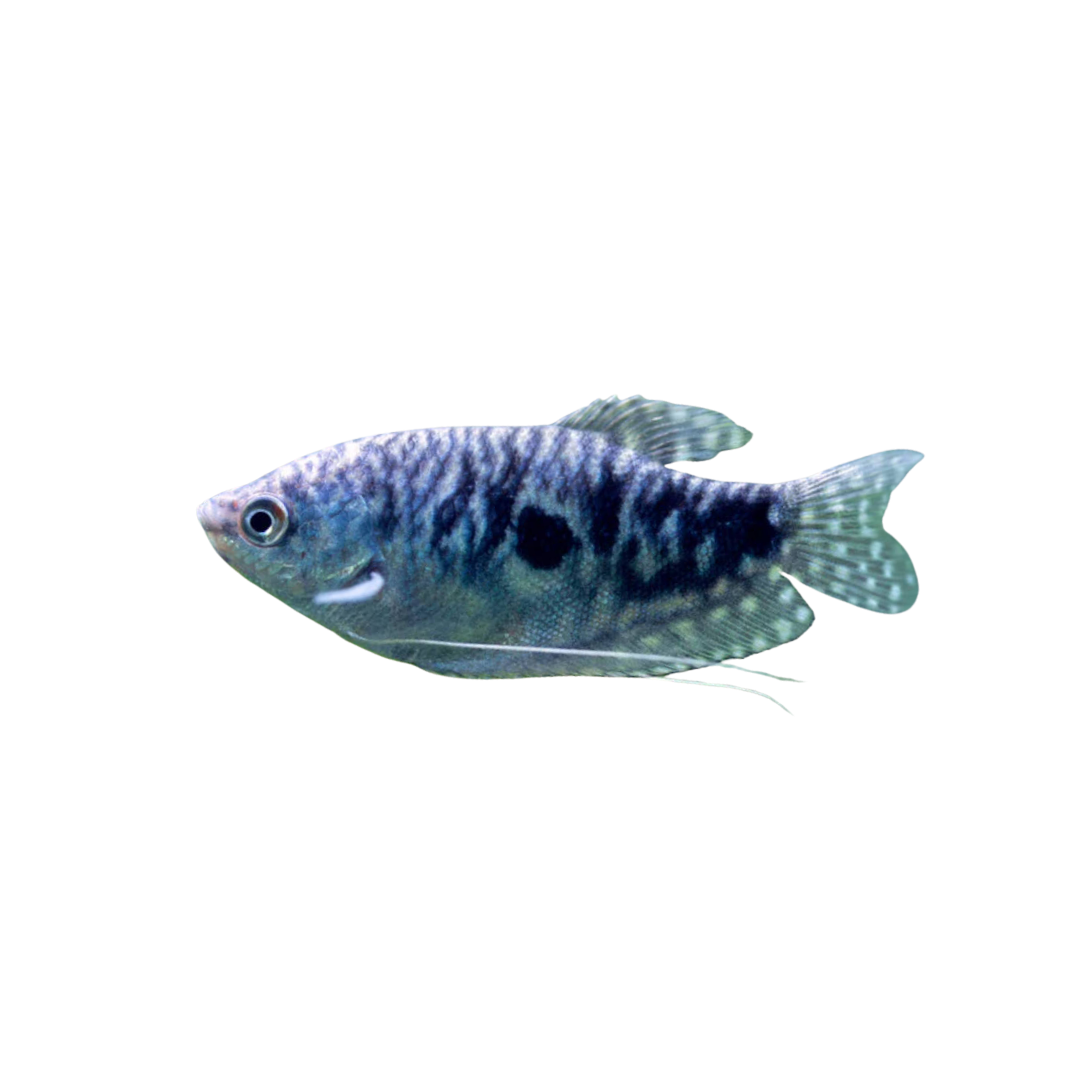 Opaline Gourami - 5.5cm (Trichopodus trichopterus) (Live Fish)