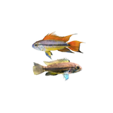 Cockatoo Dwarf Cichlid 'Orange Flash' PAIRS - 5cm (Apistogramma cacatuoides) (Live Fish)