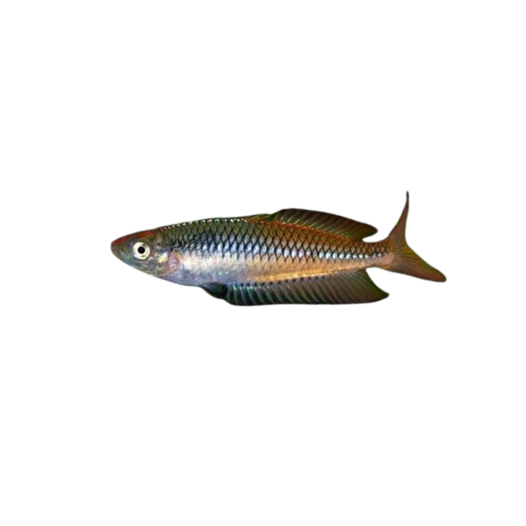 Ornate Rainbowfish - 4cm (Serpentine Creek Locale) (Live Fish)