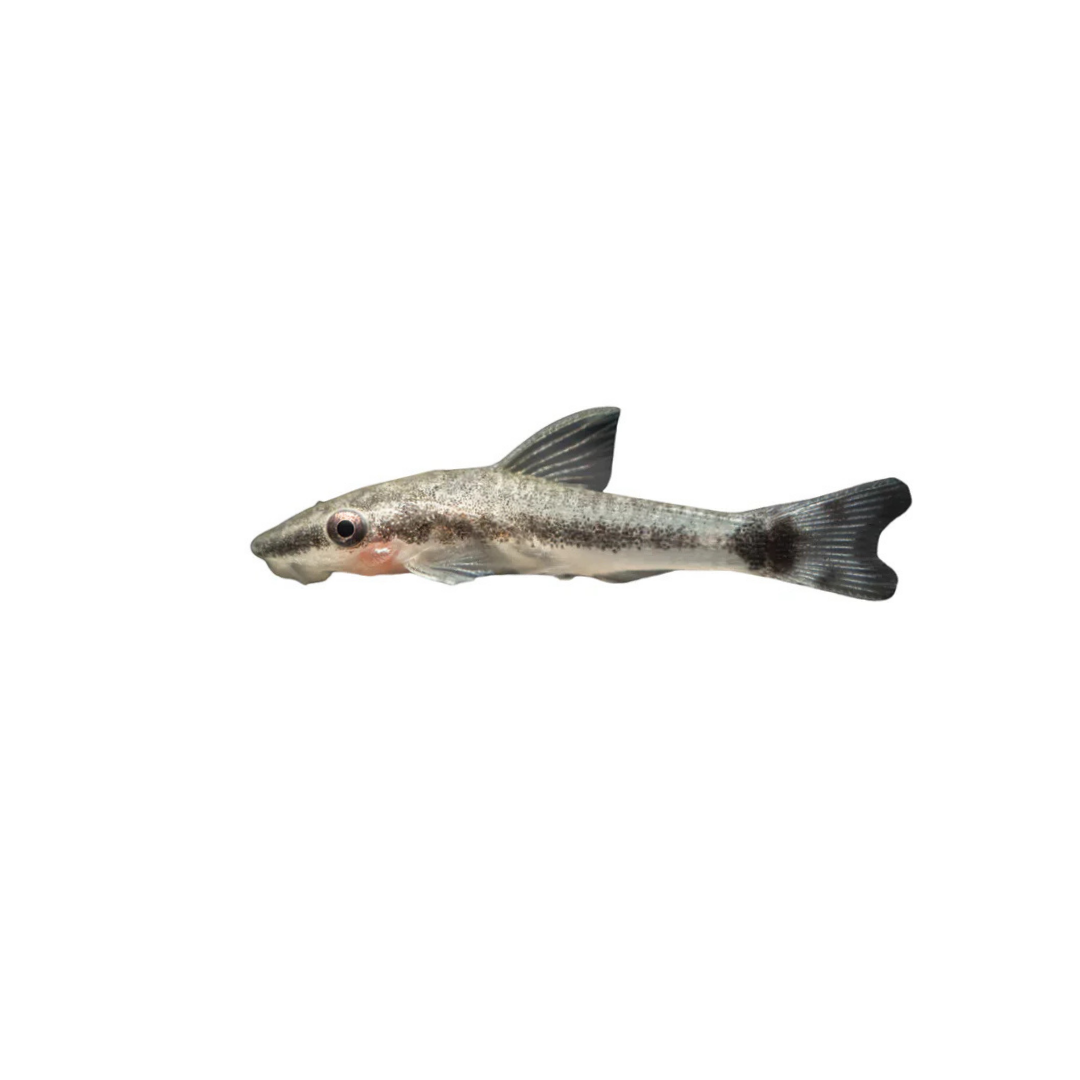 Otocinclus Catfish - 3.5cm (Otocinclus vittatus) (Live Fish)