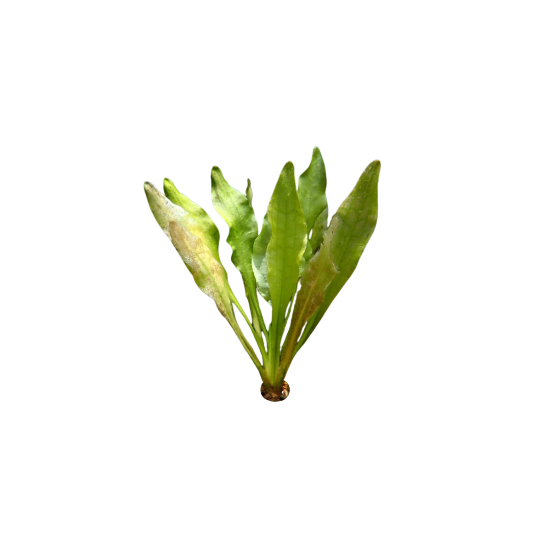 Ottelia Alismoides (Live Plant)