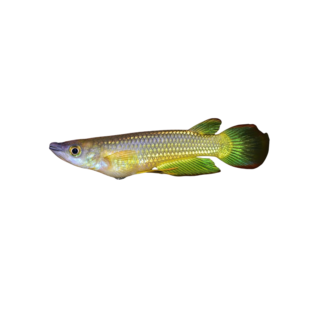 Panchax Giant Gold - 4cm (Aplocheilus lineatus) (Live Fish)