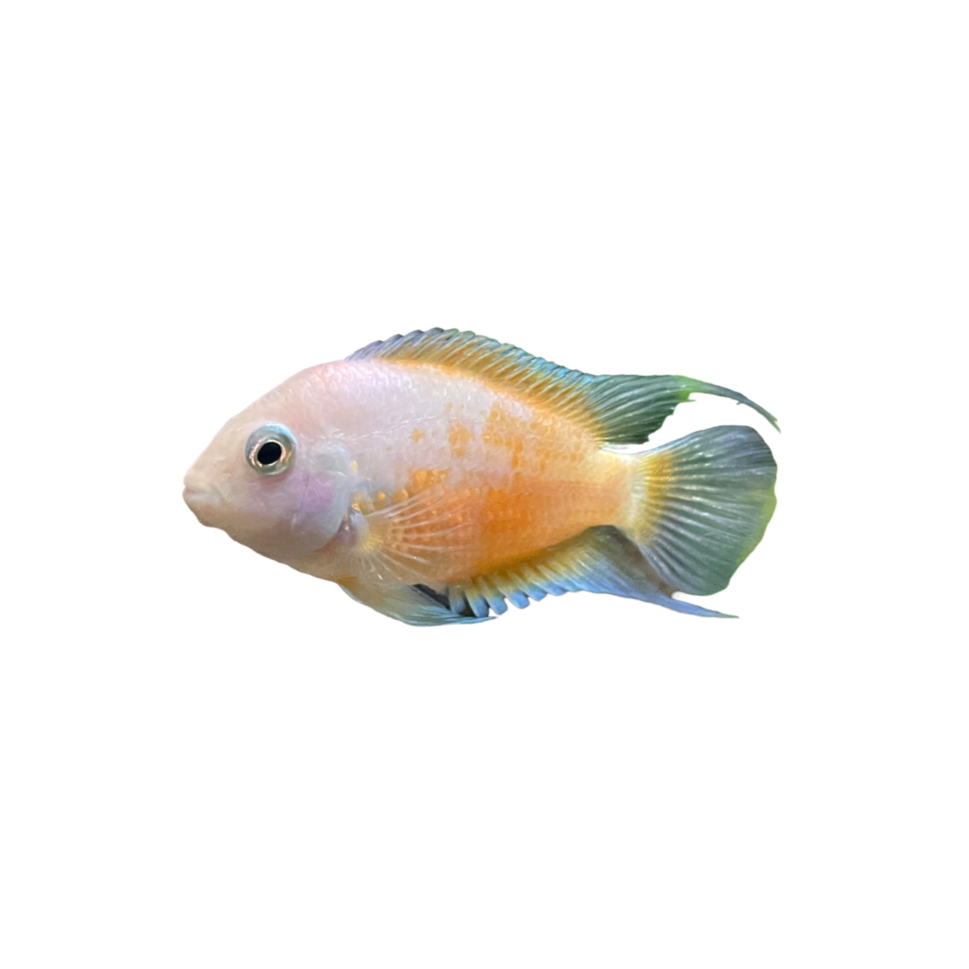 Pink Convict Cichlid - 3cm (Amatitlania nigrofasciata) (Live Fish)