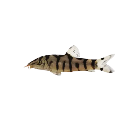 Pakistan (Yoyo) Loach