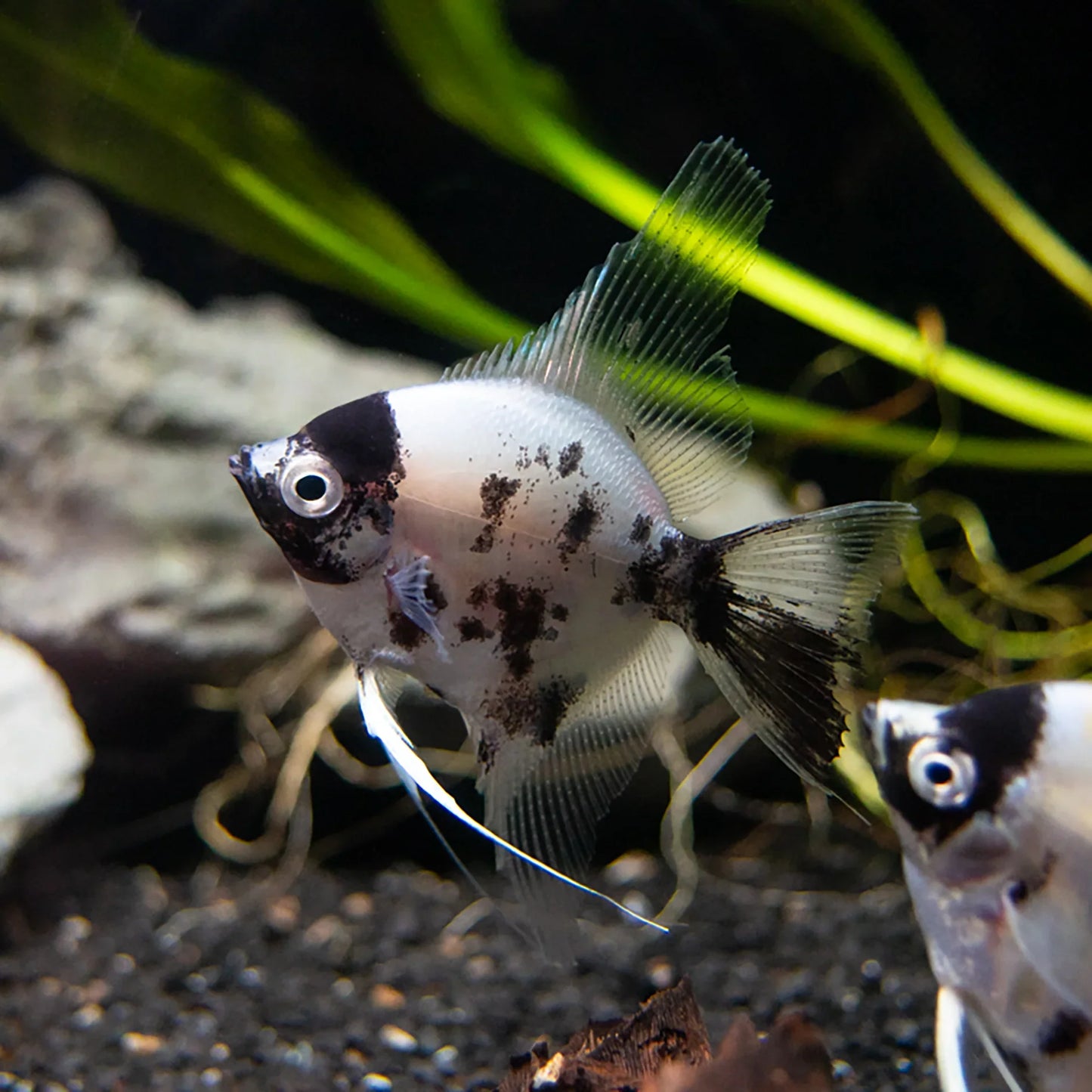 Panda Angelfish (4-5cm) - Local Bred