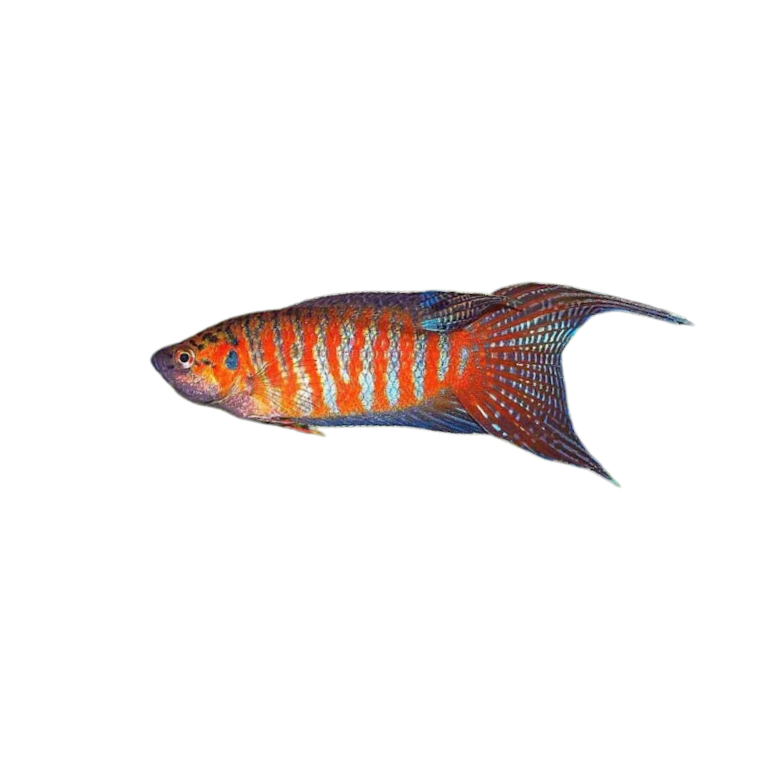 Paradise Fish - 4cm (Macropodus opercularis) (Live Fish)