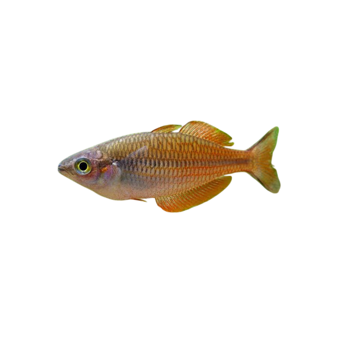Parva Rainbowfish - 3.5cm (Melanotaenia parva) (Live Fish)