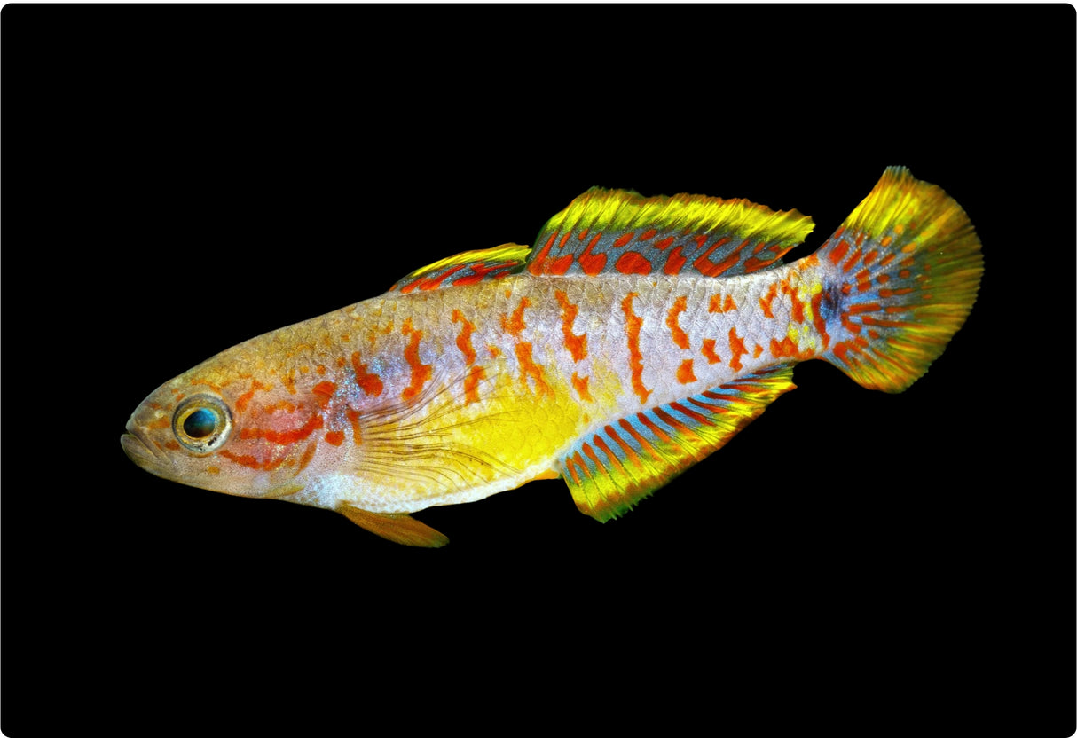 Peacock Gudgeon