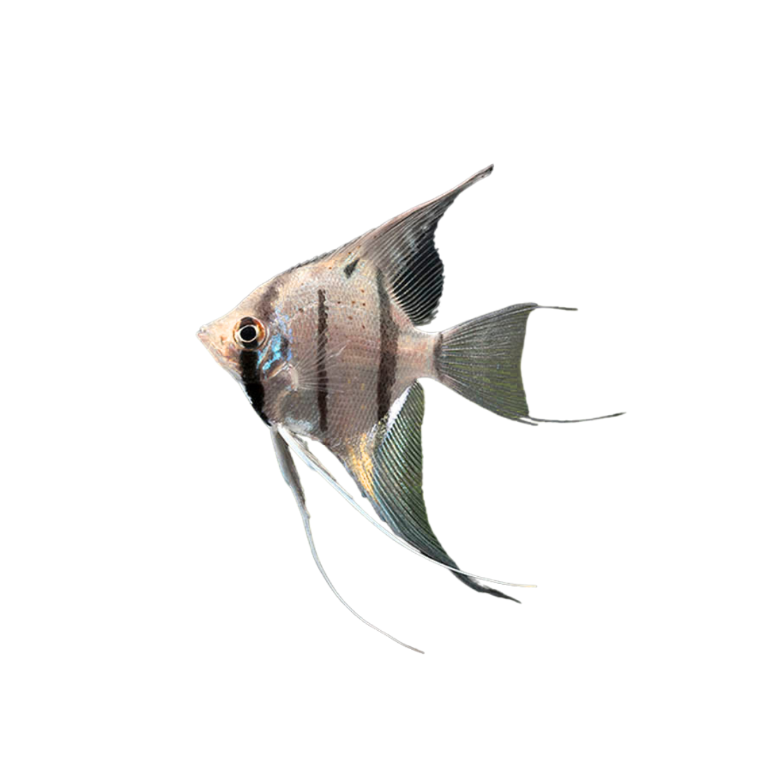 Peruvian Altum Angelfish - 3.5cm (Pterophyllum scalare) (Live Fish)