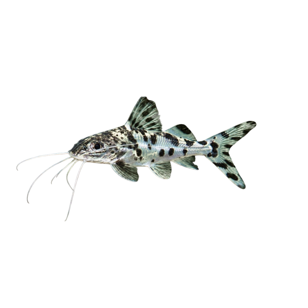 Pictus Catfish - 4cm (Pimelodus pictus) (Live Fish)