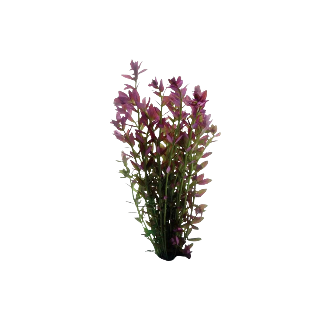Pink Baby Tears - Bunch (Micranthemum umbrosum) (Live Plant)
