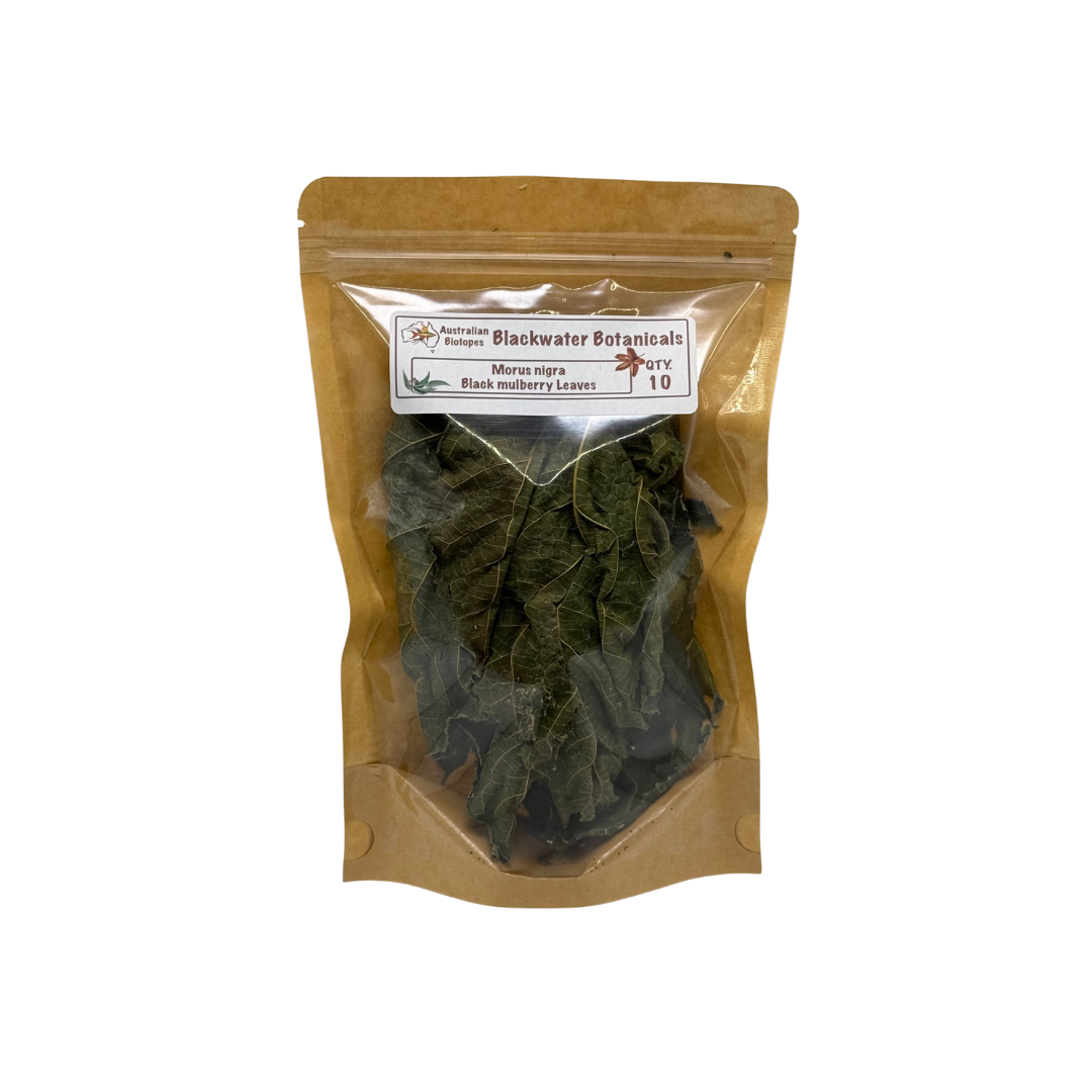 Mulberry Leaves (Morus nigra) - Pack of 10 (Great for Shrimp)