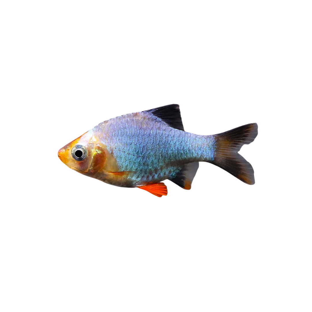 Platinum Green Tiger Barb - 3cm (Puntigrus tetrazona) (Live Fish)