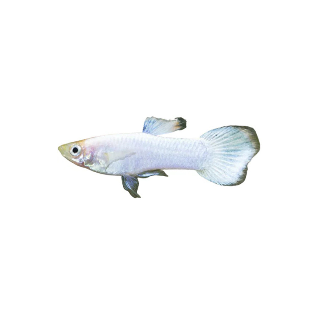 Platinum Guppy - 3cm (Poecilia reticulata) (Live Fish)