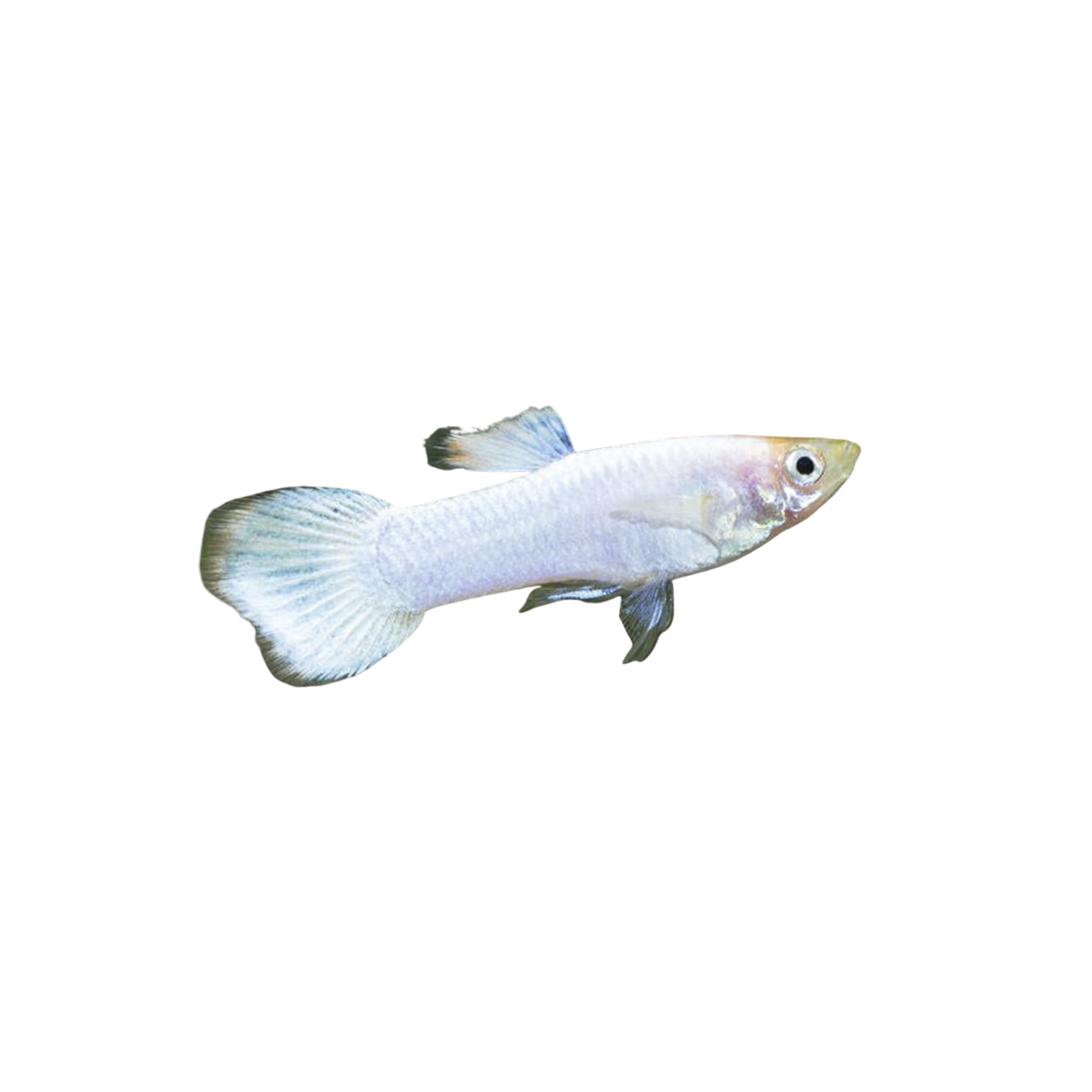Platinum Guppies (Live Fish)