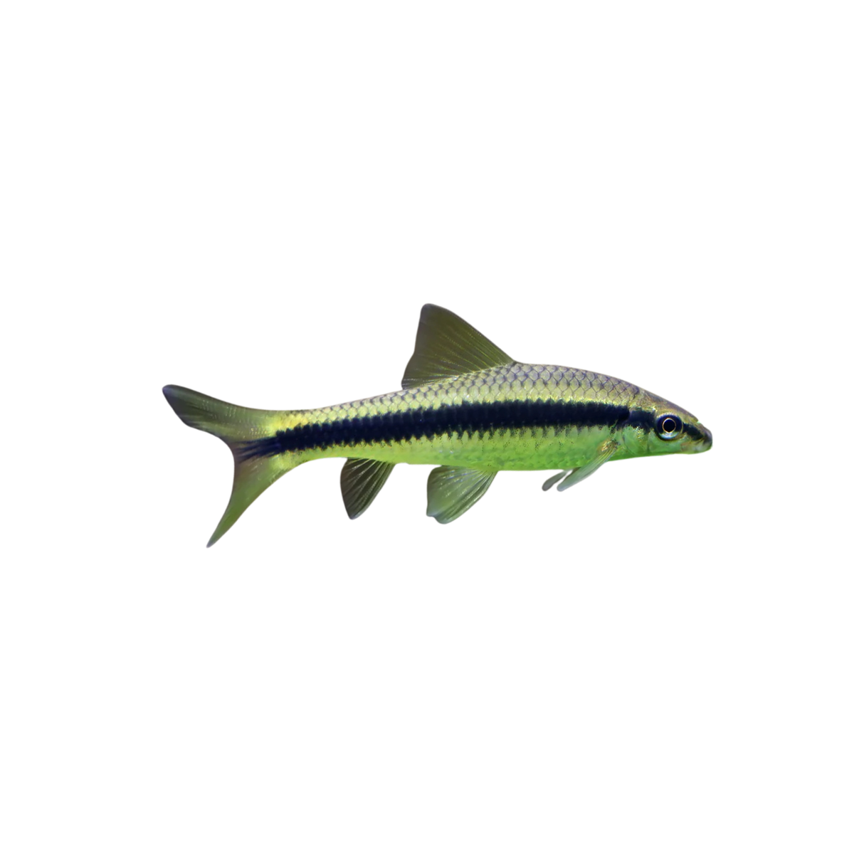 Siamese Algae Eater (Live Fish)