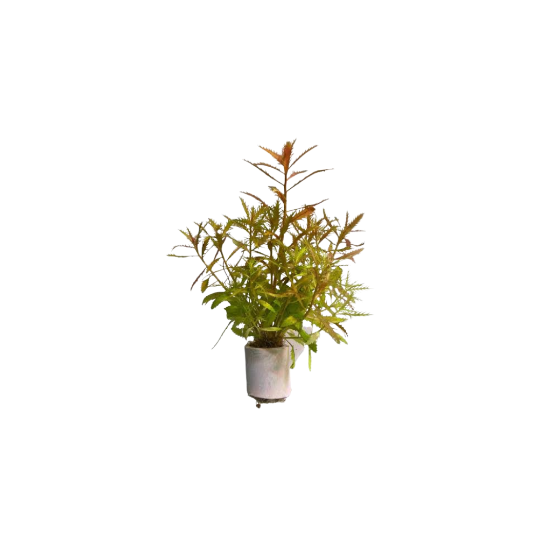 Mermaid Weed (Proserpinaca palustris) (Live Plant)