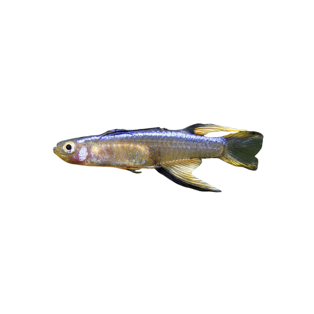 Blueback Blue Eye - 2cm (Pseudomugil cyanodorsalis) (Live Fish)