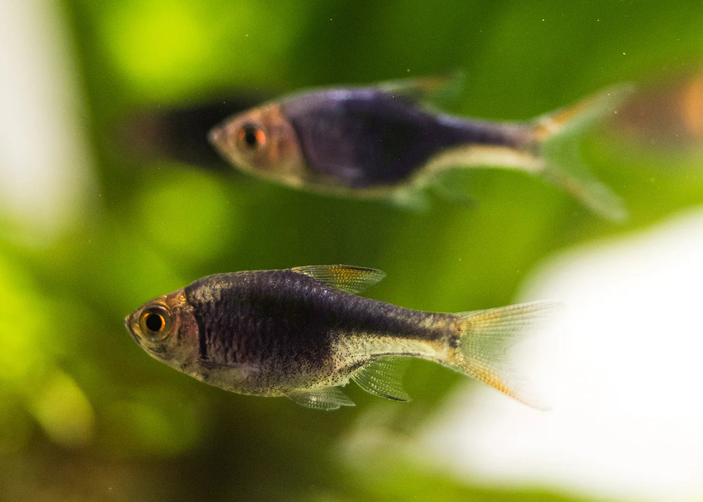 Purple Harlequin Rasbora (2cm)